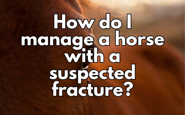 How do I manage a horse with a suspected fracture?