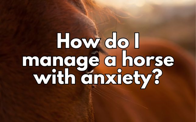 How do I manage a horse with anxiety?