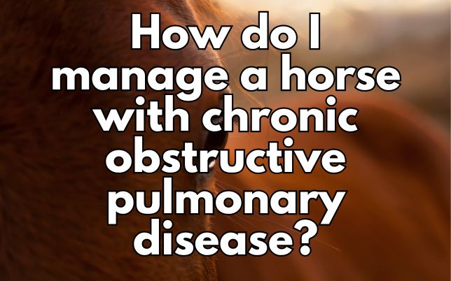 How do I manage a horse with chronic obstructive pulmonary disease?