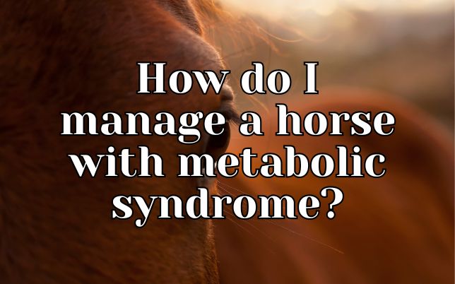 How do I manage a horse with metabolic syndrome