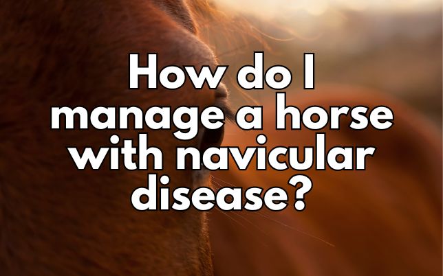 How do I manage a horse with navicular disease?