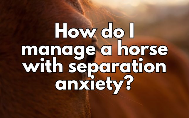 How do I manage a horse with separation anxiety?