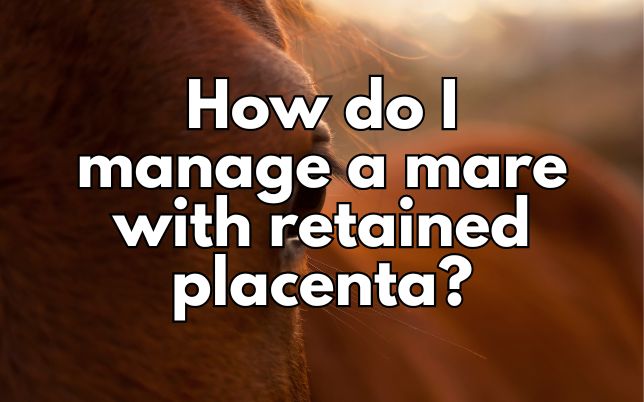 How do I manage a mare with retained placenta?