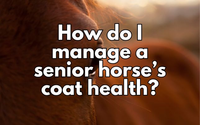 How do I manage a senior horse’s coat health?