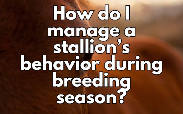 How do I manage a stallion’s behavior during breeding season?