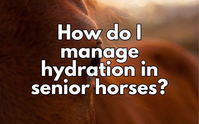 How do I manage hydration in senior horses?