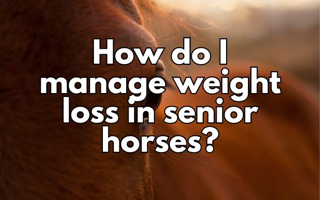 How do I manage weight loss in senior horses?