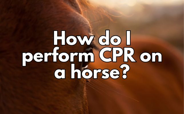 How do I perform CPR on a horse?