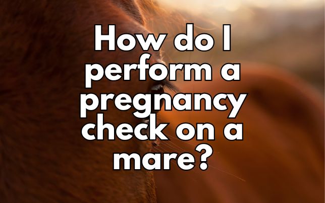 How do I perform a pregnancy check on a mare?