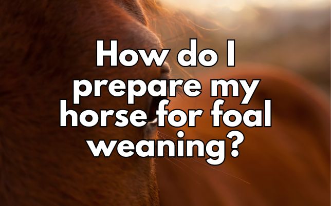 How do I prepare my horse for foal weaning?