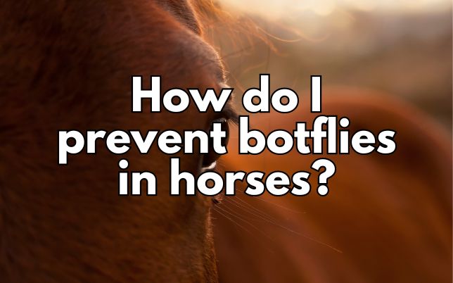 How do I prevent botflies in horses?