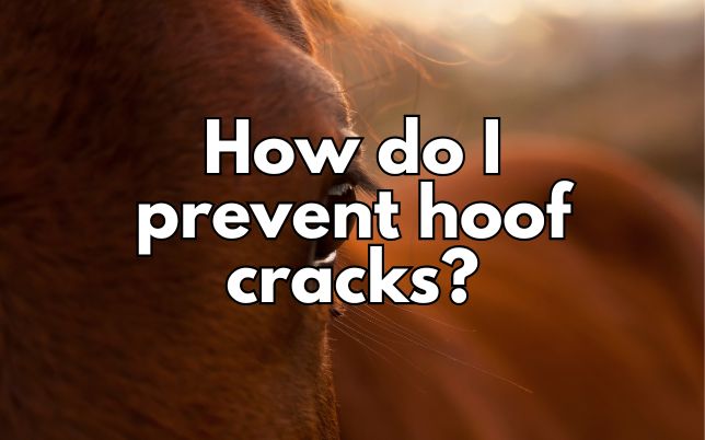 How do I prevent hoof cracks?