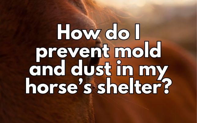 How do I prevent mold and dust in my horse’s shelter?