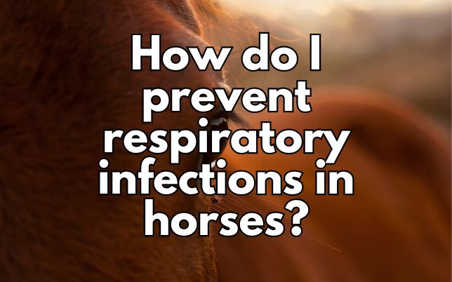 How do I prevent respiratory infections in horses?