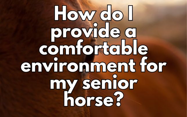 How do I provide a comfortable environment for my senior horse?