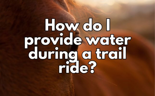 How do I provide water during a trail ride?