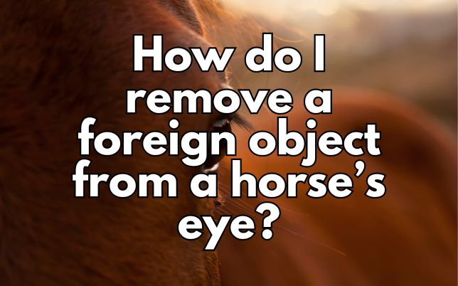 How do I remove a foreign object from a horse’s eye?