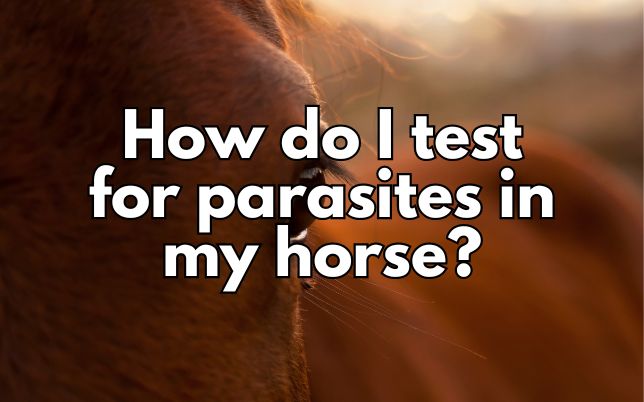 How do I test for parasites in my horse?