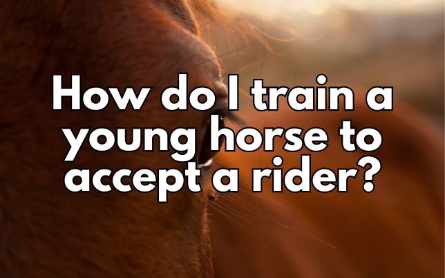 How do I train a young horse to accept a rider?