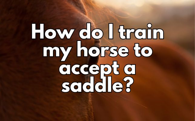 How do I train my horse to accept a saddle?