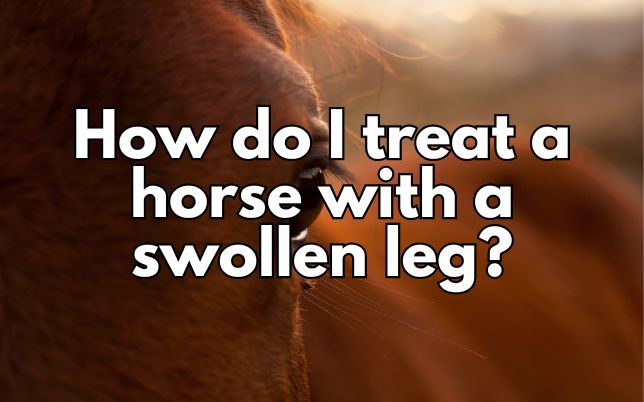 How do I treat a horse with a swollen leg?