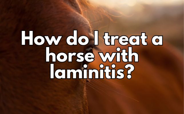 How do I treat a horse with laminitis?