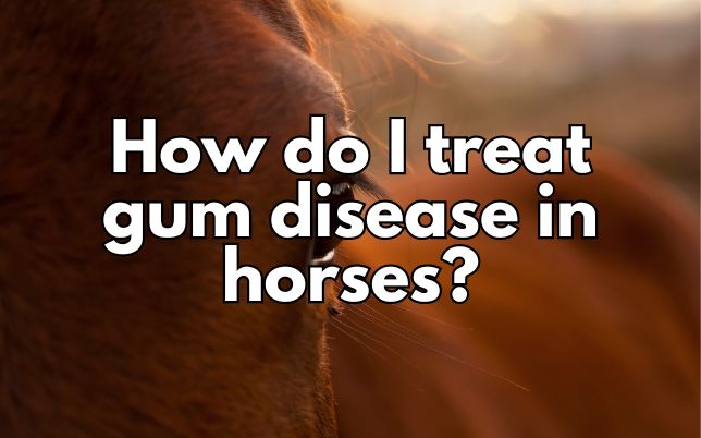 How do I treat gum disease in horses?