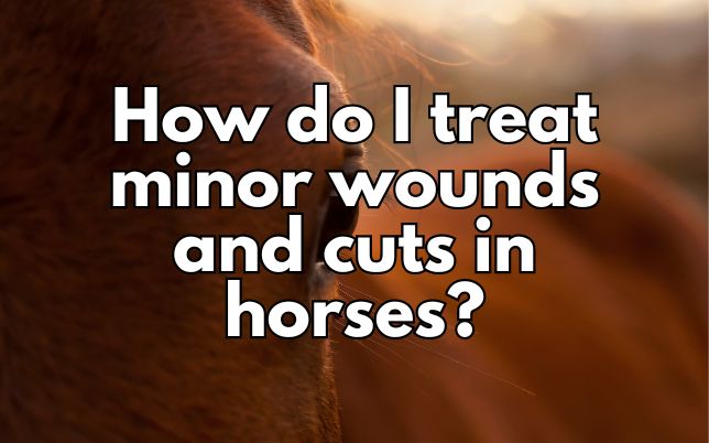 How do I treat minor wounds and cuts in horses?