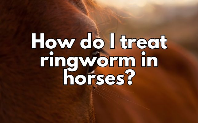 How do I treat ringworm in horses?