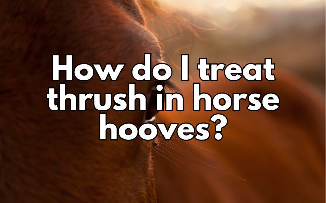 How do I treat thrush in horse hooves?