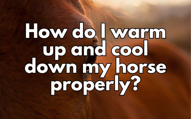 How do I warm up and cool down my horse properly?