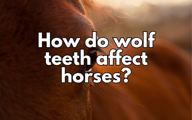 How do wolf teeth affect horses?