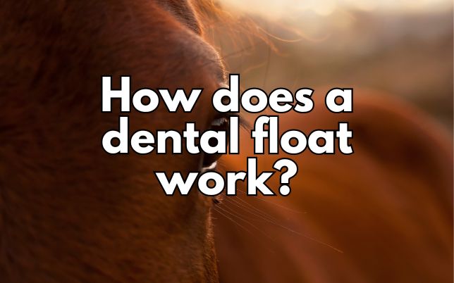 How does a dental float work?