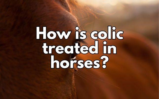 How is colic treated in horses?