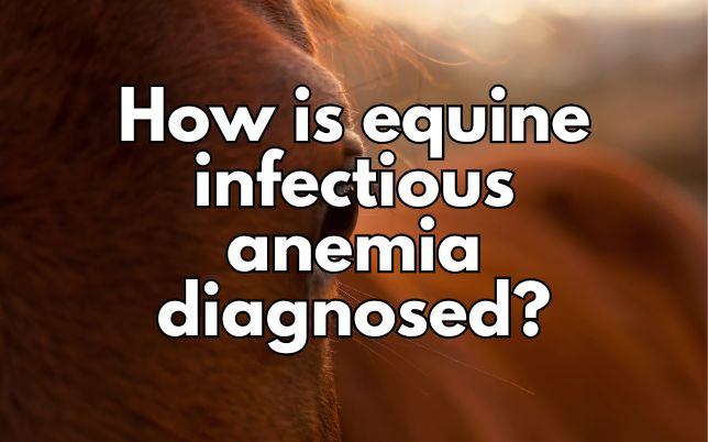 How is equine infectious anemia diagnosed?