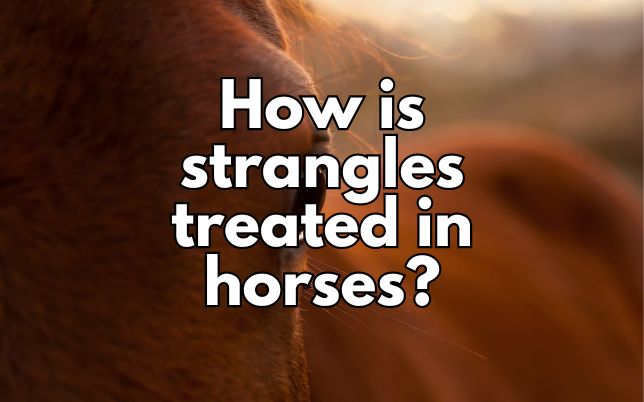 How is strangles treated in horses?