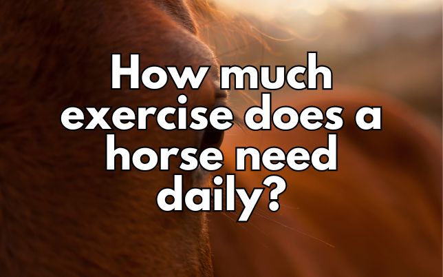 How much exercise does a horse need daily?