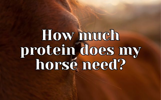 How much protein does my horse need