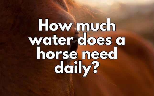 How much water does a horse need daily?