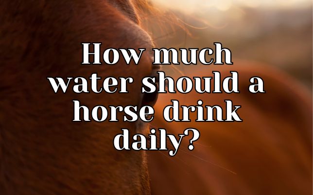 How much water should a horse drink daily