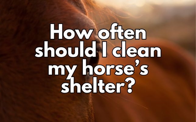 How often should I clean my horse’s shelter?