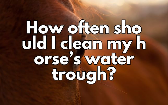 How often should I clean my horse’s water trough?