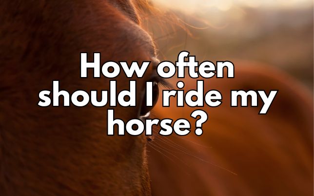 How often should I ride my horse?