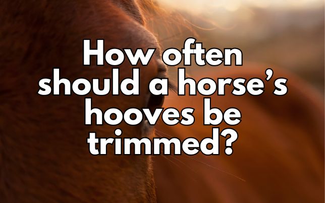 How often should a horse’s hooves be trimmed?