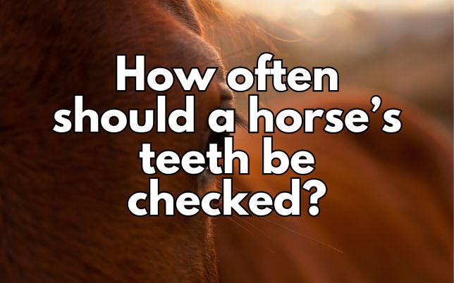 How often should a horse’s teeth be checked?