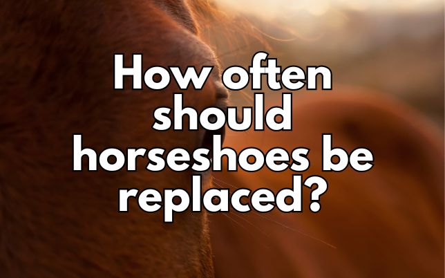 How often should horseshoes be replaced?