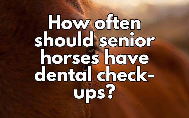 How often should senior horses have dental check-ups?