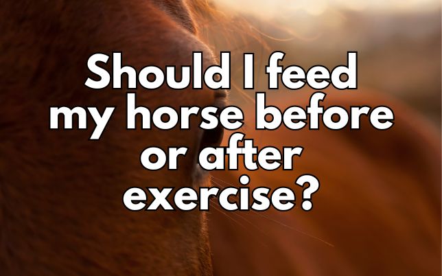 Should I feed my horse before or after exercise