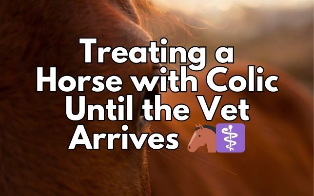 Treating a Horse with Colic Until the Vet Arrives