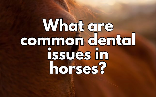 What are common dental issues in horses?